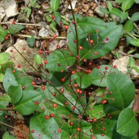 Talinum paniculatum (Jacq.) Gaertn.